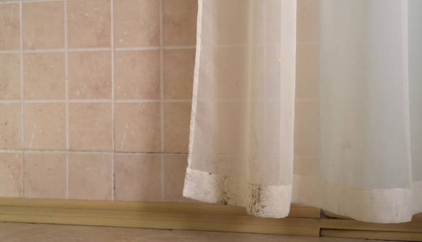 Best Dehumidification Services  in San Antonio Heights, CA