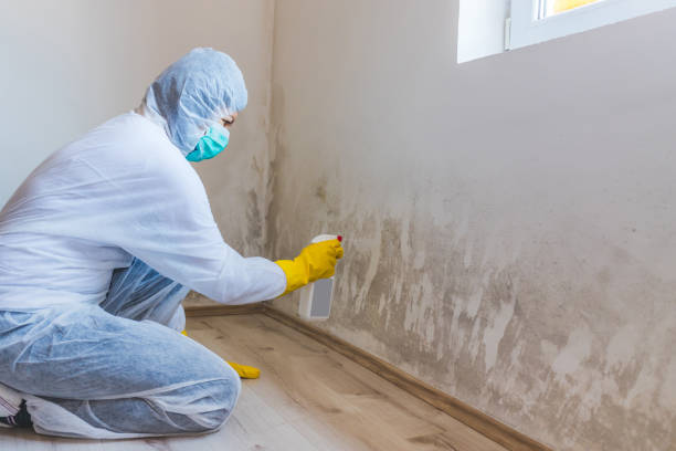 Best Attic Mold Removal  in San Antonio Heights, CA