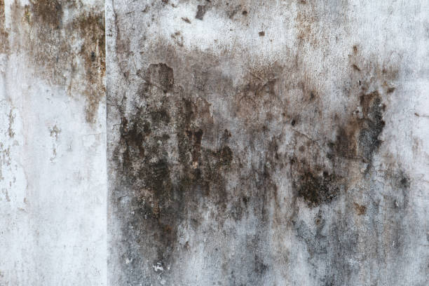 Best Mold Remediation for Healthcare Facilities  in San Antonio Heights, CA
