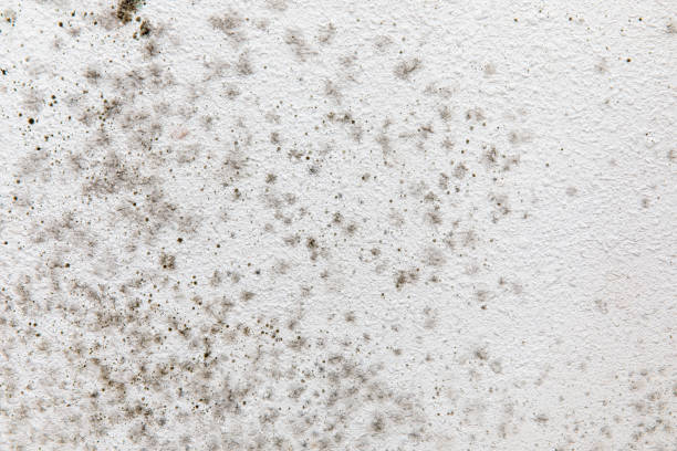 Best Comprehensive Air Testing for Mold Contaminants  in San Antonio Heights, CA