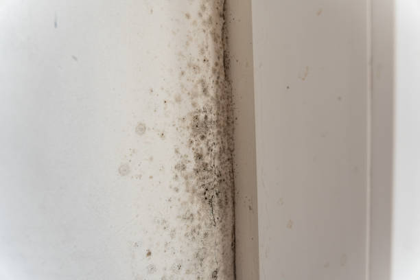 Best Post-Construction Mold Inspection  in San Antonio Heights, CA