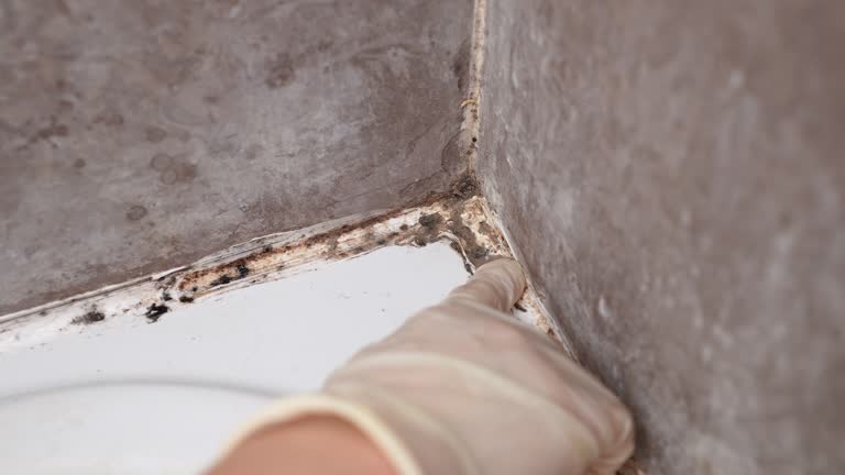 Best Indoor Air Quality Assessment  in San Antonio Heights, CA