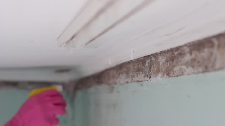 Best Mold Removal for HVAC Installations  in San Antonio Heights, CA